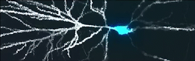 Simultaneous targeted optogenetic stimulation and high-speed voltage imaging
